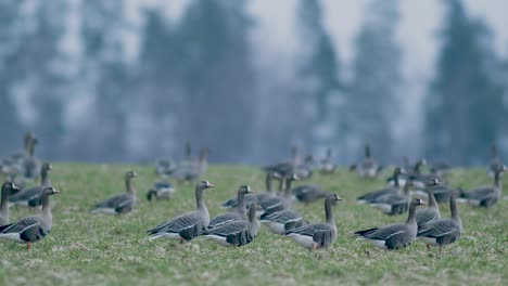 White-fronted-geese-flock-on-dry-grass-meadow-field-feeding-during-spring-migration