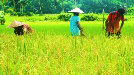 Farmers-work-with-the-harvest-in-the-fields-in-the-Asian-countryside