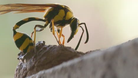 Extreme-Closeup-of-a-female-Potter-wasp-laying-egg-in-her-clay-nest-inserting-her-abdomen
