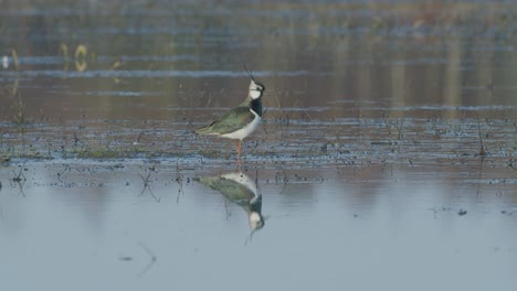 Lapwing-feeding-with-foot-movement-rattling-in-flooded-meadow-in-early-spring