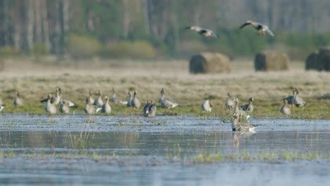 White-fronted-geese-resting-in-flooded-meadow-during-spring-migration-sunny-day