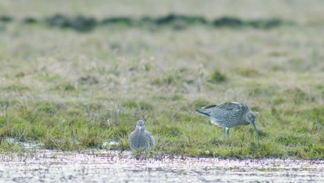 A-few-curlew-birds-resting-near-water-puddle-in-flooded-wetland