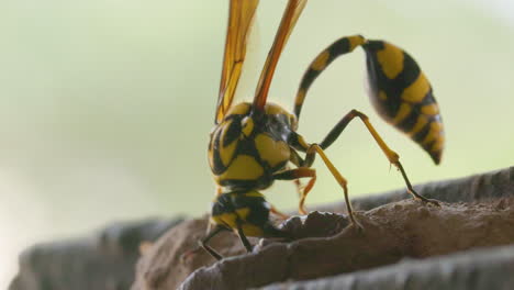 Extreme-Closeup-of-a-bright-yellow-black-potter-wasp-female-laying-clay-on-nest-and-taking-off