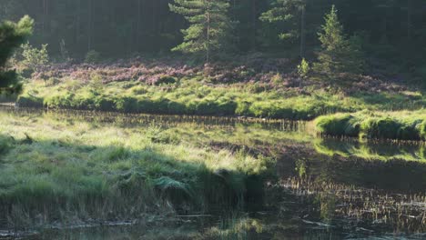 Banks-covered-with-green-grass-and-pink-heather-are-reflected-in-the-still-water-of-the-small-pond
