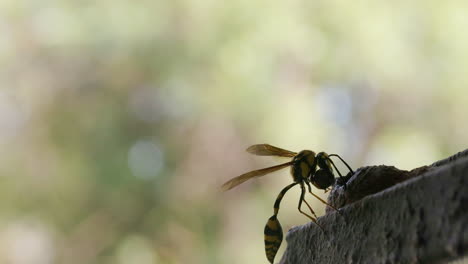 Weibchen-Der-Gelb-schwarzen-Töpferwespe-Fliegt-Mit-Einem-Klecks-Schlamm-In-Ihr-Nest,-Um-Dort-Ihre-Eier-Unterzubringen,-Tigermuster