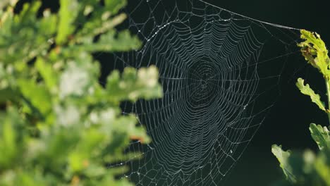 Ein-Dünnes-Spinnennetz,-Das-Zwischen-Den-Grünen-Ästen-Der-Bäume-Hängt