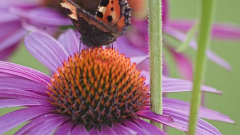 one-Small-Tortoiseshell-Butterfly-eats-nectar-from-orange-coneflower-in-sunlight-during-windy-weather
