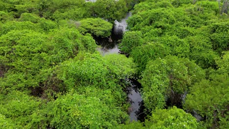 Drone-dolly-above-dense-vined-mangrove-forest-in-Caribbean