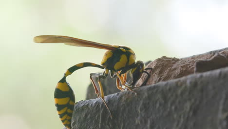Bright-Colored-Yellow-and-black-Potter-wasp-female-building-wall-of-her-nest-with-clay-and-taking-off