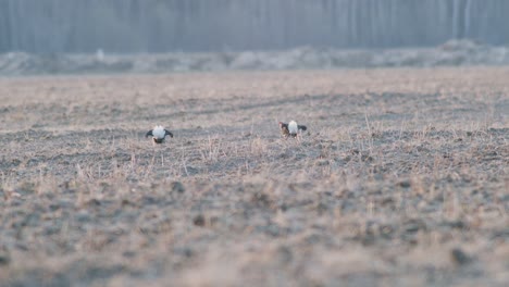 A-pair-of-black-grouse-are-fighting,-lekking-during-spring-mating-season-in-early-morning-light