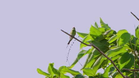 Perched-alone-and-then-flies-away-as-the-wind-blows-hard,-Little-Green-Bee-eater-Merops-orientalis,-Thailand
