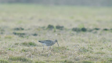 A-few-curlew-birds-resting-near-water-puddle-flooded-wetland-during-migration