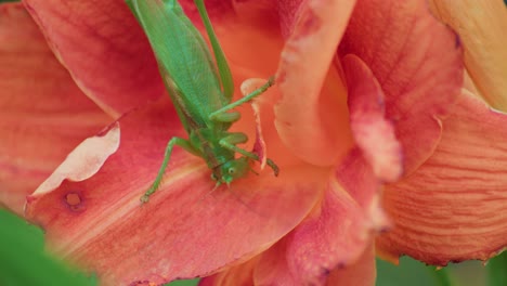A-close-up-top-shot-of-a-green-great-grasshopper-eating-an-pink-blossoming-flower