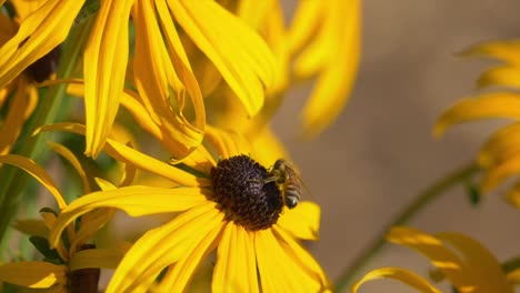 Africanized-Bee-On-Yellow-Sunflower-In-Bloom