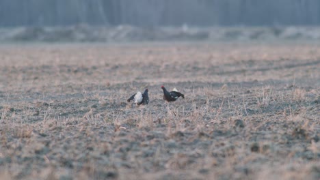 A-pair-of-black-grouse-are-fighting,-lekking-during-spring-mating-season-in-early-morning-light