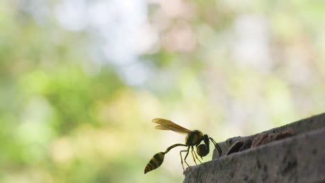 Female-Potter-Wasp-laying-foundation-to-her-nest-with-clay-ball-she-brings-in-her-mandibles-and-legs