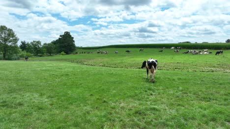 Holsteiner-Kuh-Auf-Der-Grünen-Wiese