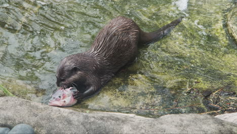 A-sleek-river-otter-devours-the-head-of-a-fish-in-the-shallows