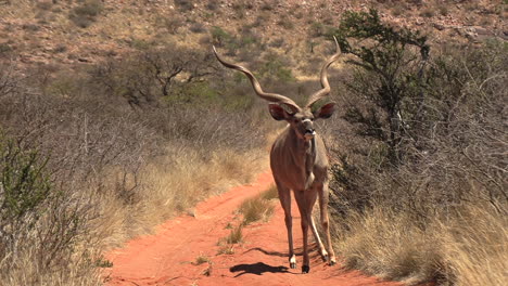 A-beautiful-male-kudu-with-enormous-spiral-horns-on-a-dirt-road-in-the-Kalahari-desert
