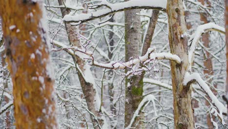 Snow-falling-on-tree-branches