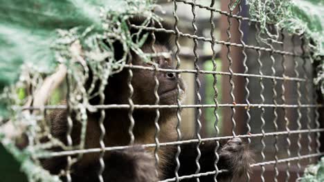 Capuchin-monkey-in-box-after-rescued-of-wildlife-traffic,-sad-slow-motion-shot