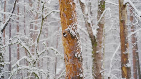 Nieve-Cayendo-En-El-Bosque.-Día-Blanco-De-Invierno