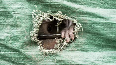 Sad-image-of-wildlife-trafficking,-a-capuchin-monkey-looks-through-the-hole-claiming-for-help,-sad-slow-motion-shot