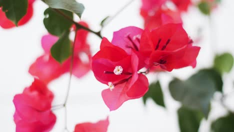 Rosa-Blumen-Blühen-Im-Frühling