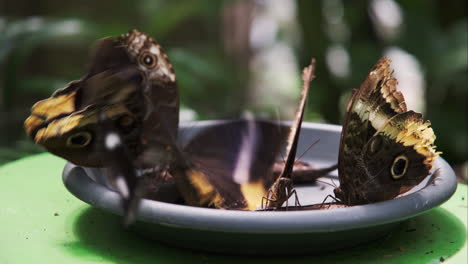 Buckeye-butterflies-feasting-on-overripe-bananas-in-a-gray-bowl