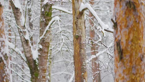 Little-bird-sitting-on-a-pine-tree-branch-in-winter