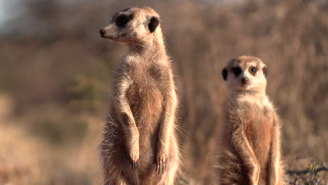 Meerkats-in-the-southern-Kalahari-look-around-for-signs-of-danger-in-the-morning-sun