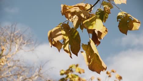 Fallende-Baumblätter-Im-Herbst