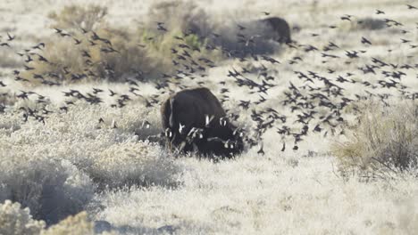 Brown-headed-cowbirds-around-a-bison-in-the-grasslands
