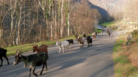 A-herd-of-goats-walking-down-the-road-in-the-village-of-Cavergno,-located-in-the-district-of-Vallemaggia,-canton-of-Ticino-in-Switzerland