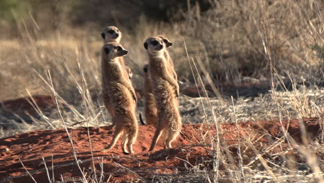 Meerkats-are-shocked-for-a-moment-and-then-continue-to-bask-in-the-sun