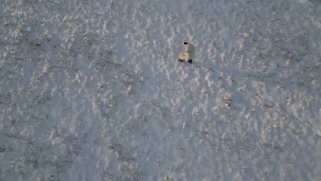 Luftaufnahme-Von-Oben:-Mann,-Der-Mit-Weißem-Mantel-Und-Stock-Im-Schnee-Läuft