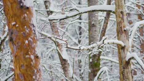 Pájaros-Volando-Sobre-Las-Ramas-De-Los-árboles-En-Un-Día-Nevado-De-Invierno