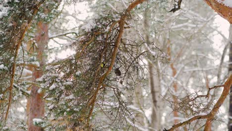 Small-Titbird-on-a-pine-tree-branch-in-snowy-winter