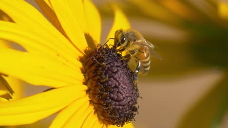 Eine-Biene,-Die-Einer-Sonnenblume-Nektar-Entnimmt-–-Nahaufnahme
