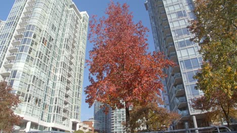 Vancouver,-Canada---Tall-Buildings-and-Trees-Showcasing-Their-Autumn-Colors-in-the-Urban-Setting---Low-Angle-Shot