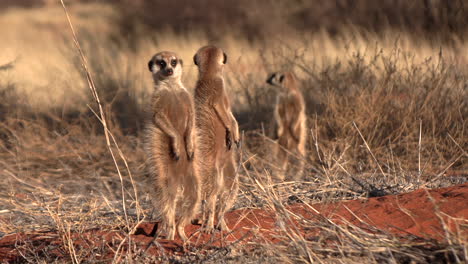 Meerkats-bask-in-the-early-morning-sun-of-the-South-Kalahari-desert