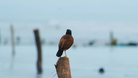 Gewöhnlicher-Myna-Vogel-In-Asien,-Der-Sich-Am-Meeresufer-Entspannt,-Bevor-Er-Wegfliegt