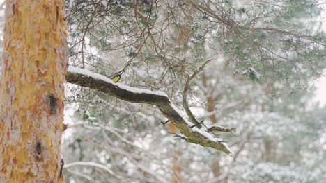 Bird-sitting-on-a-tree-branch-covered-with-snow