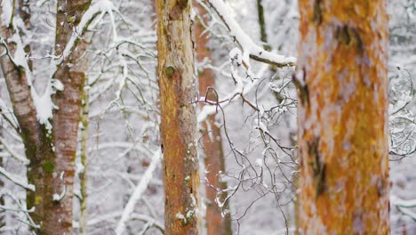 Titbird-flying-from-one-tree-branch-to-another-in-a-snowy-winter-forest-day