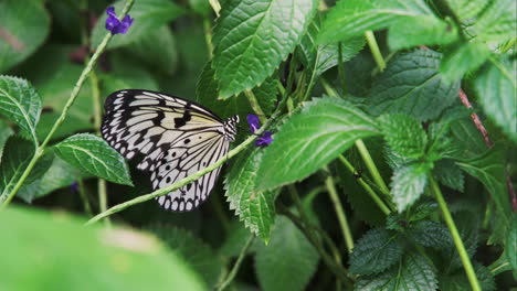 Ein-Wunderschöner-Schmetterling-Sammelt-Mit-Seinem-Langen-Rüssel-Sanft-Pollen-Von-Einer-Violetten-Blüte