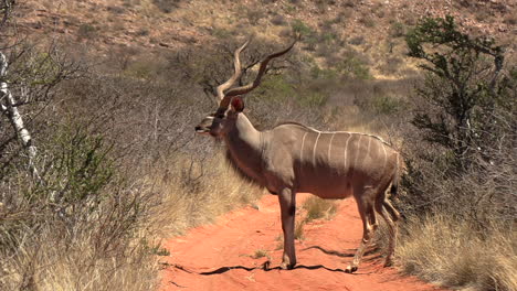 A-male-kudu-with-enormous-spiral-horns-stands-on-a-dirt-road-in-the-arid-Kalahari