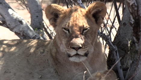 Ein-Junger-Löwe-In-Der-Sehr-Heißen-Und-Trockenen-Kalahari-Blickt-Kurz-In-Die-Kamera
