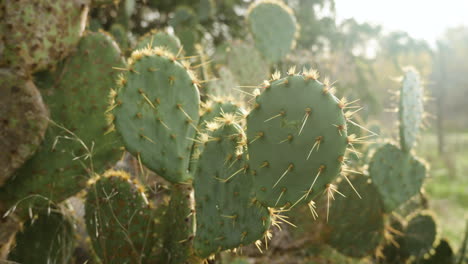 Cactus-Espinosos-Plantas-De-Cactus-Con-Espinas-Afiladas
