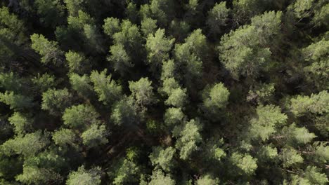 Drone-top-down-view-of-pine-tree-forest-canopy-of-sharp-greens,-shadowed-understory