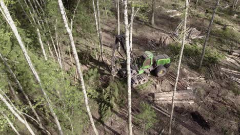 Excavator-harvests-pine-trees-in-dense-forest-canopy-logs-on-ground-behind,-aerial